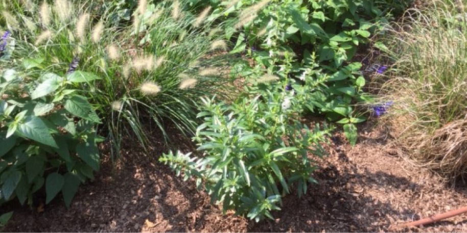 Assorted Plant Installation